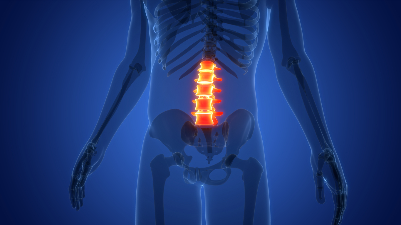 Illustration of lower spinal cord including vertebrae