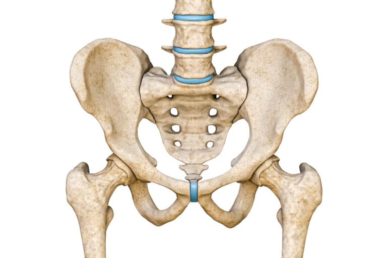 3D rendering of front view of human pelvis